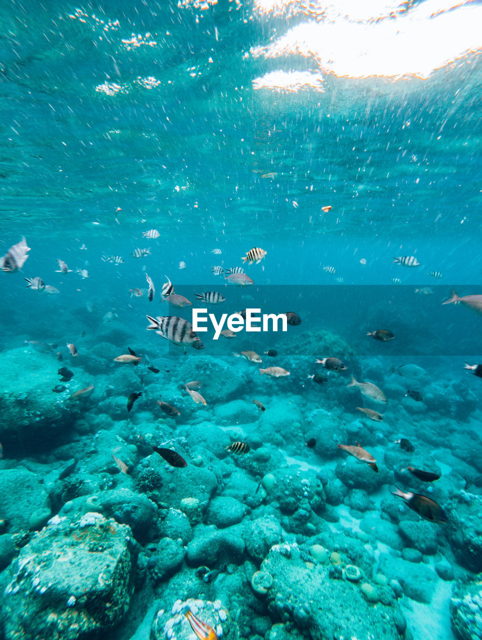 Fish swimming in sea