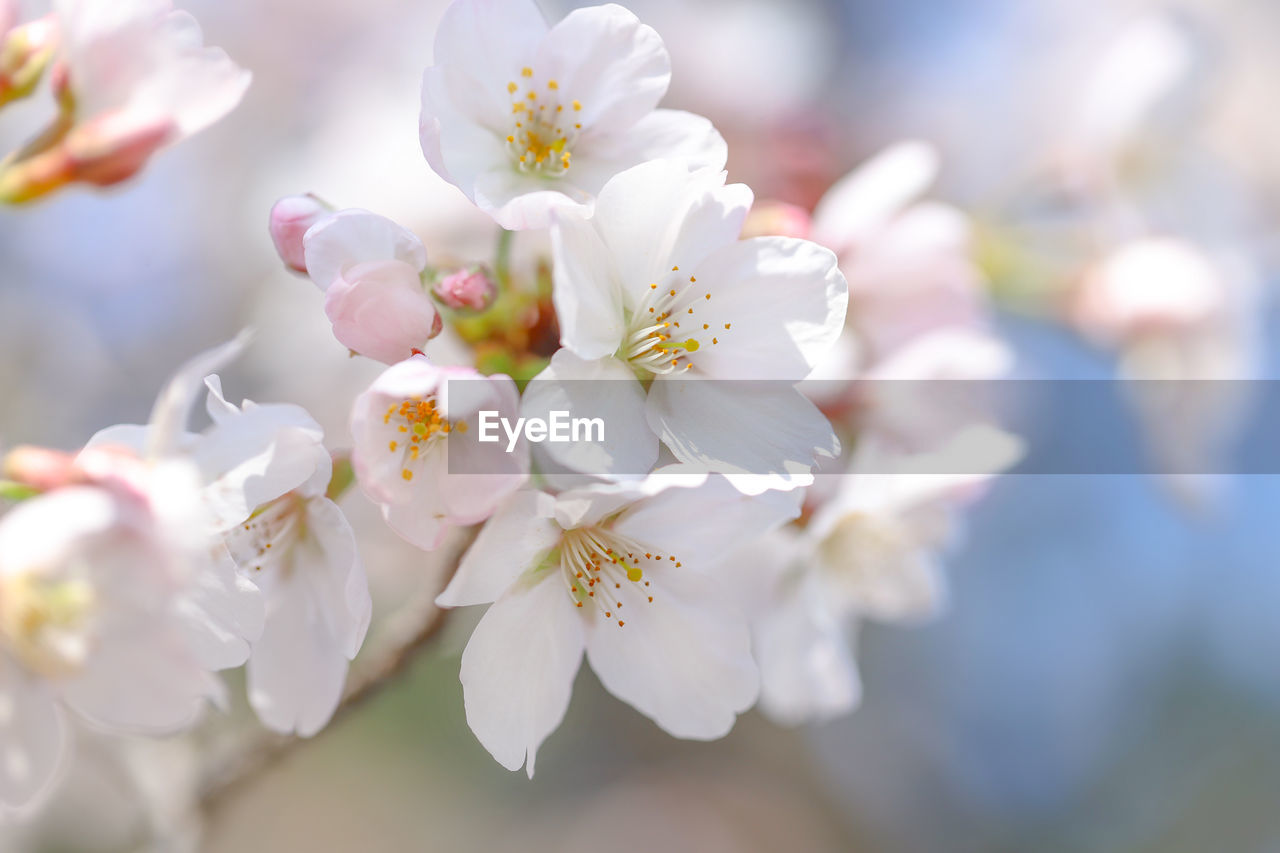 CLOSE-UP OF CHERRY BLOSSOM