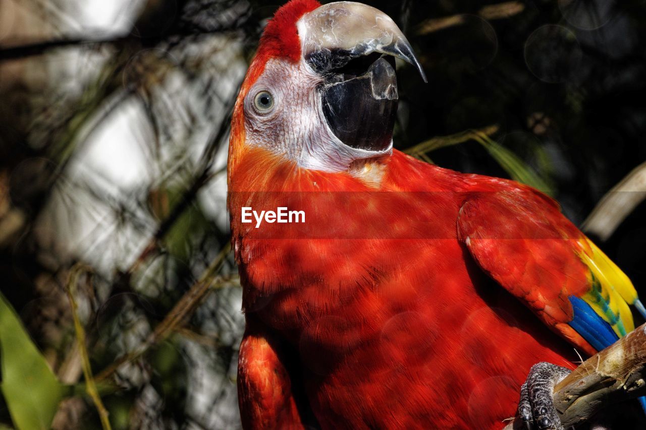 CLOSE-UP OF PARROT