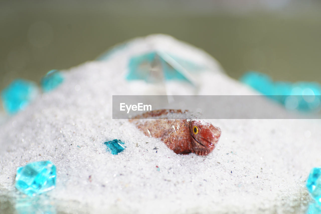 CLOSE-UP OF A SHELL ON THE BEACH