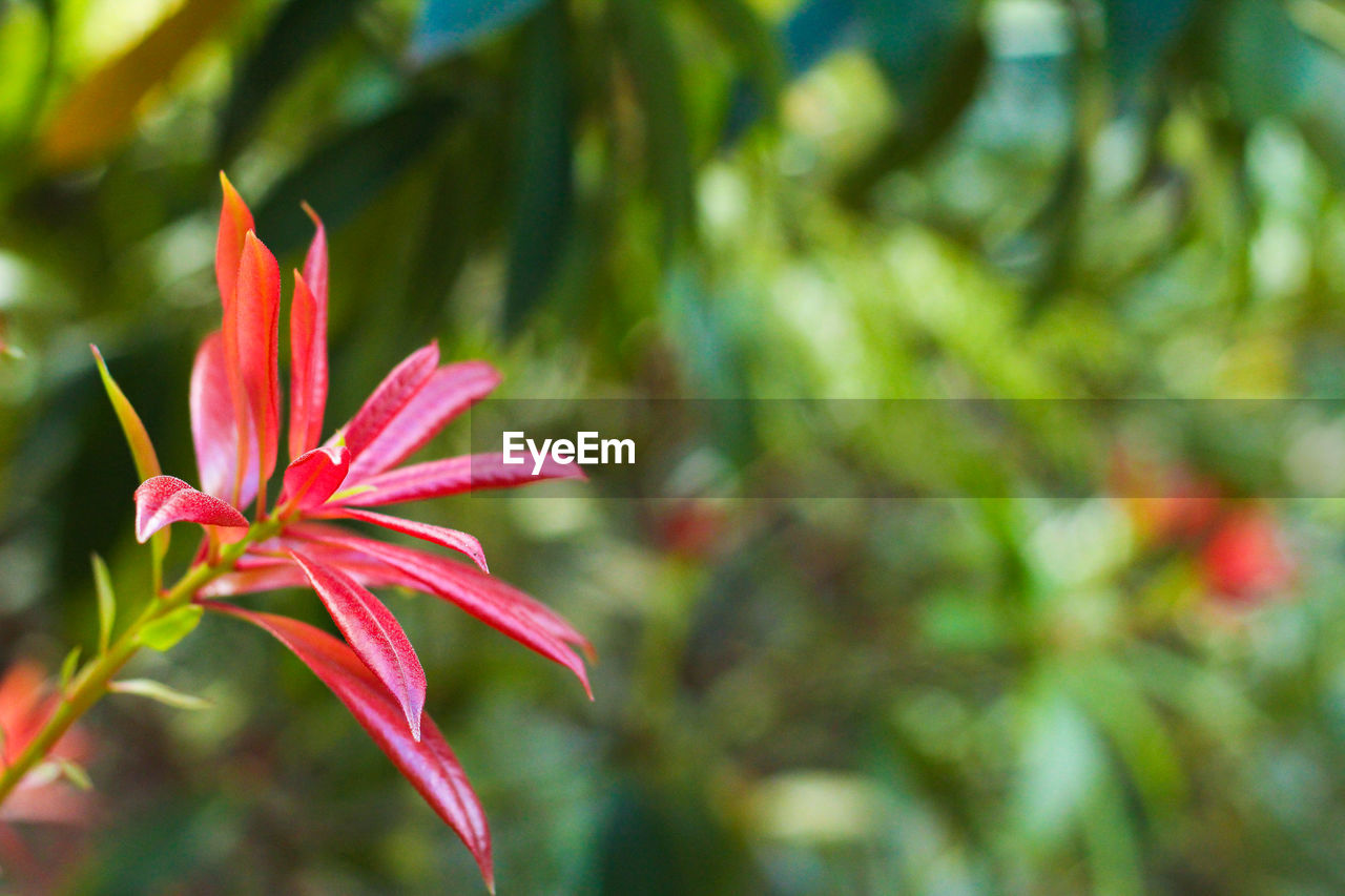 Close-up of pink flower blooming in garden