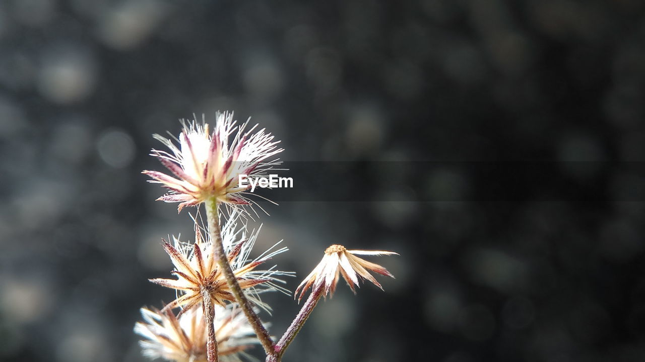 CLOSE-UP OF PLANT AGAINST SKY