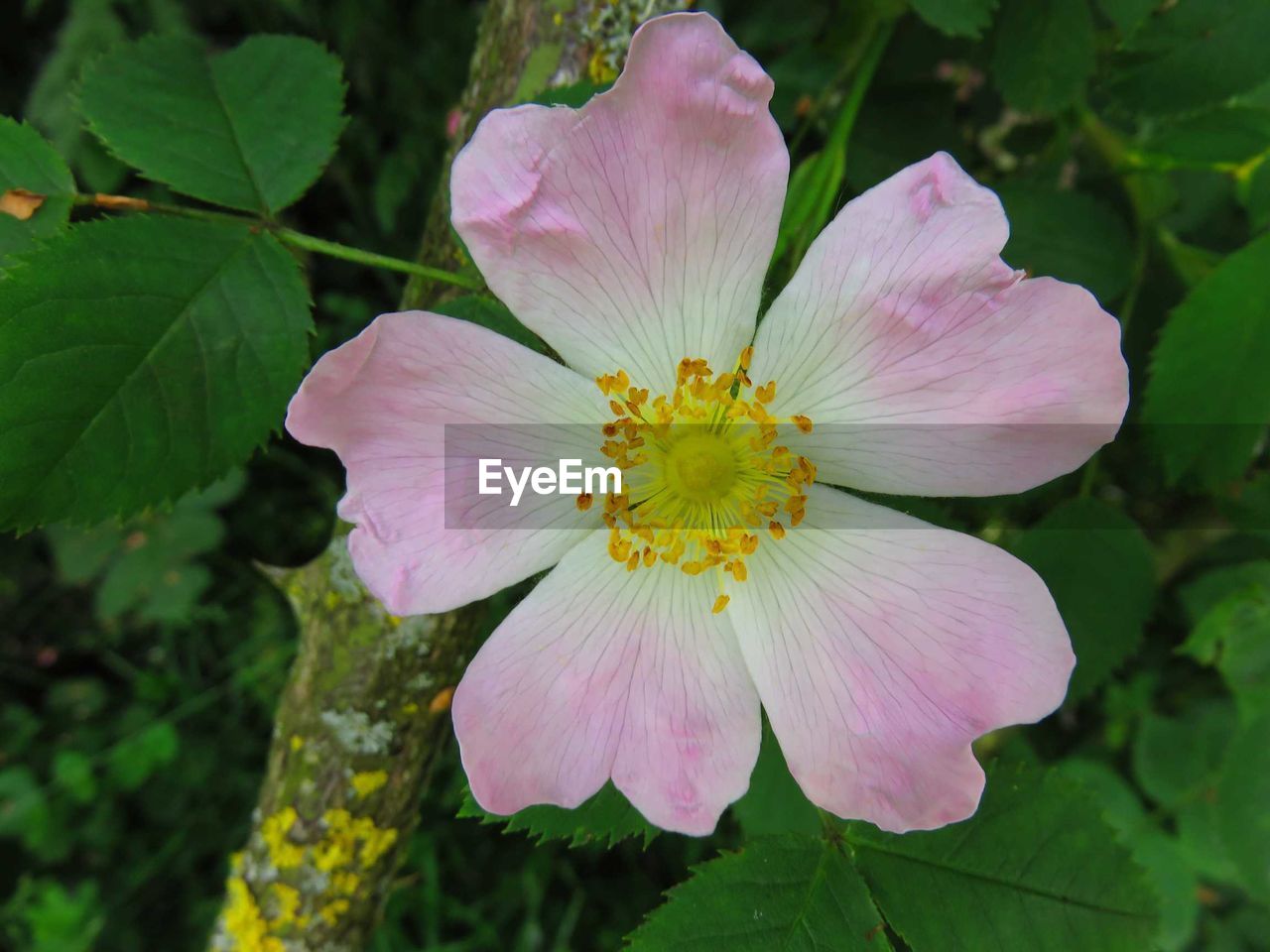 Close-up of pink flower