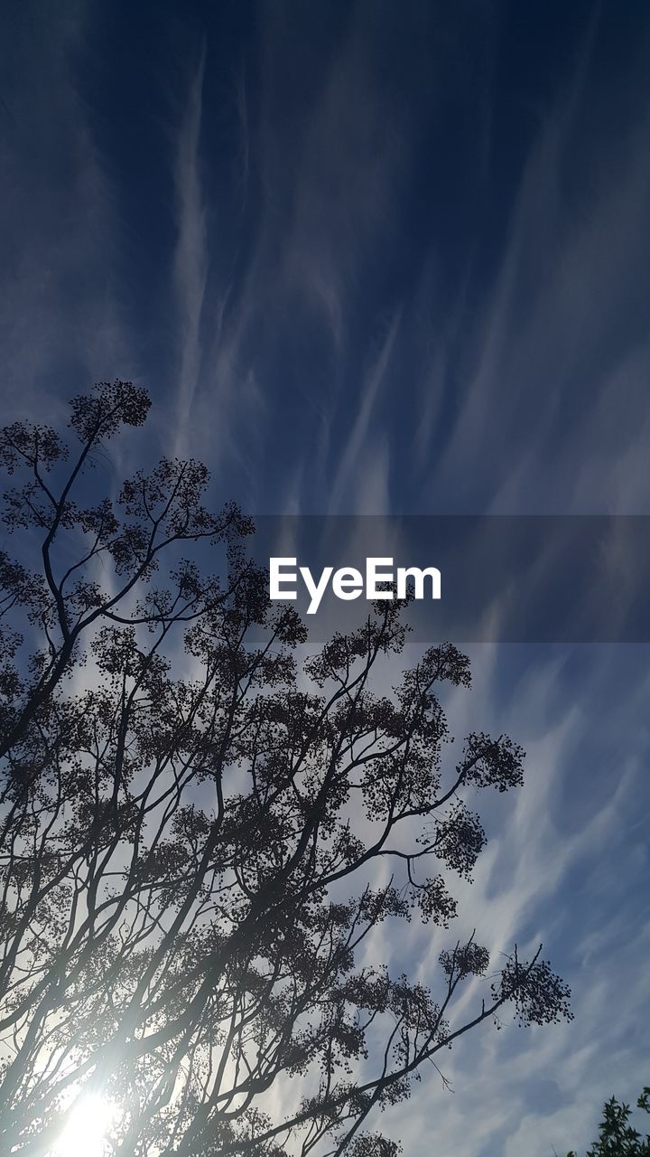 LOW ANGLE VIEW OF TREE AGAINST SKY