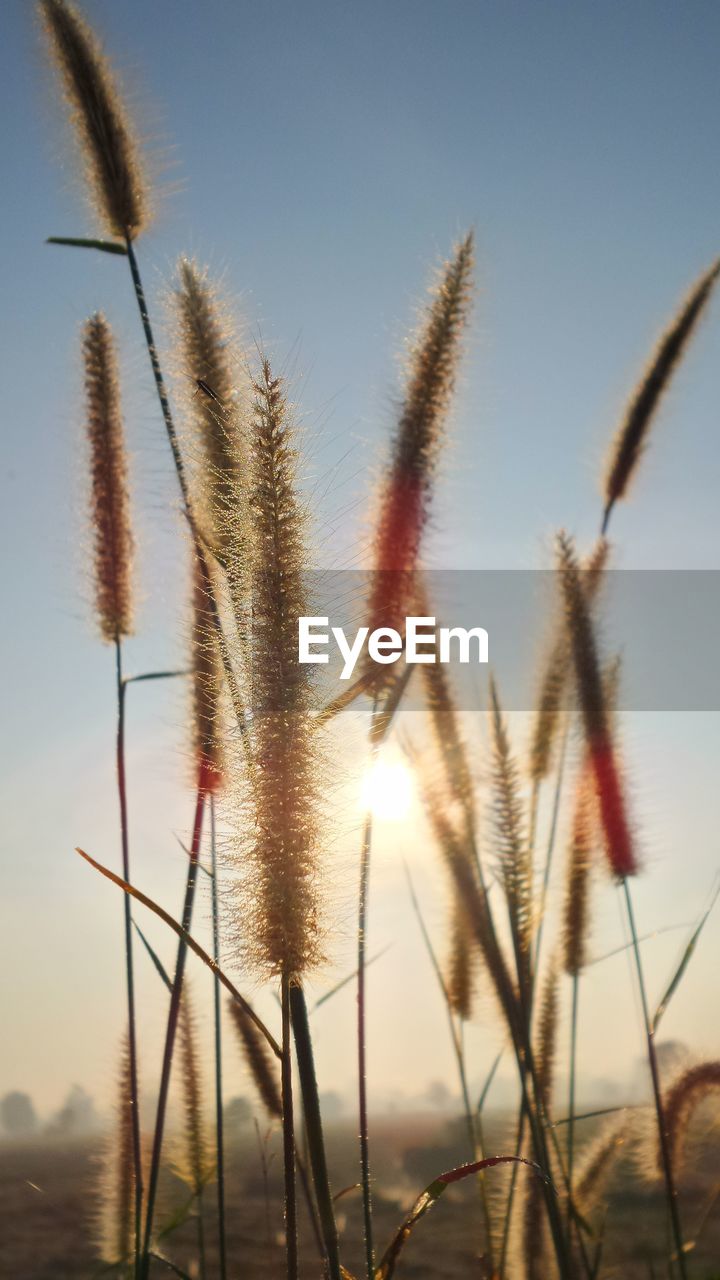 CLOSE-UP OF STALKS ON FIELD AGAINST SKY