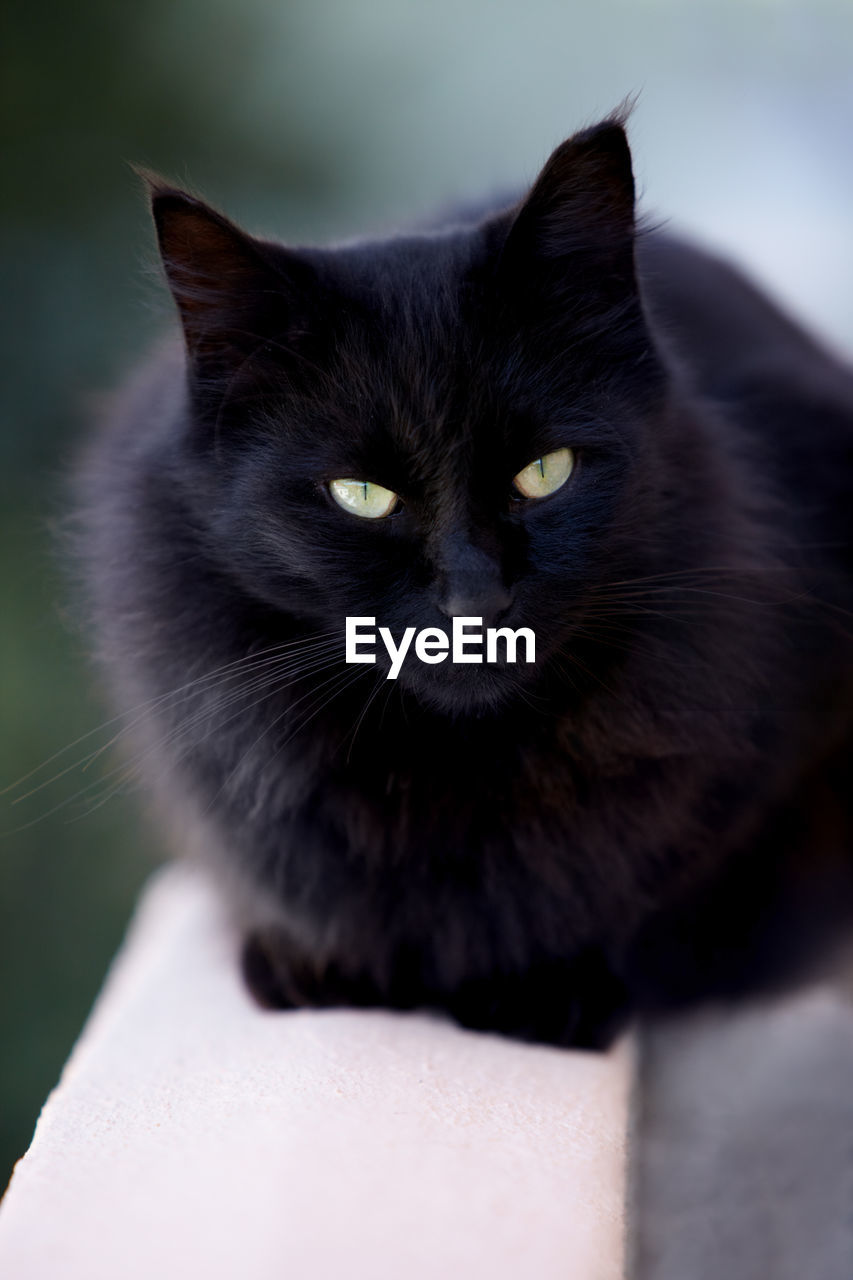 close-up portrait of black cat