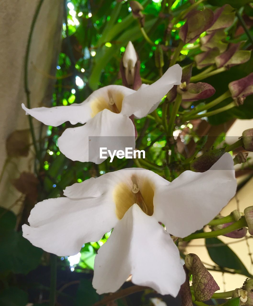 CLOSE-UP OF WHITE BLOSSOM