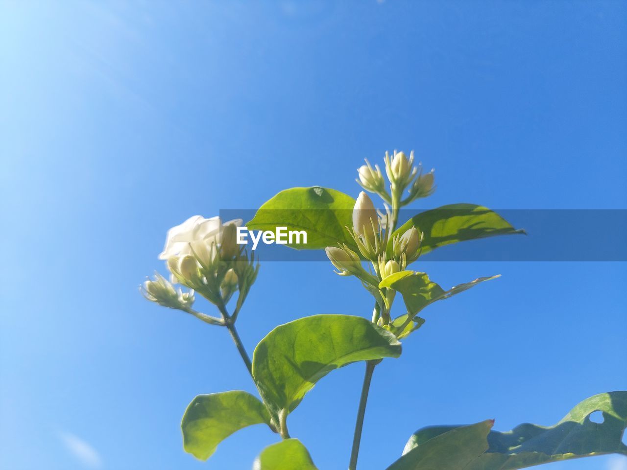 plant, blue, leaf, plant part, nature, sky, flower, branch, growth, blossom, yellow, tree, no people, green, freshness, beauty in nature, clear sky, sunlight, flowering plant, outdoors, day, close-up, food, food and drink, sunny, copy space, low angle view