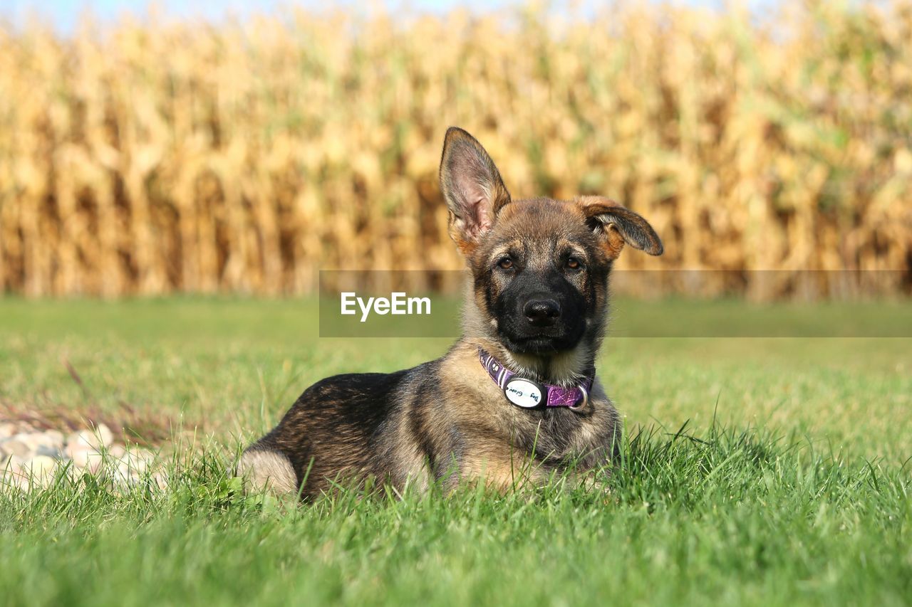 Portrait of german shepherd puppy sitting on grassy field