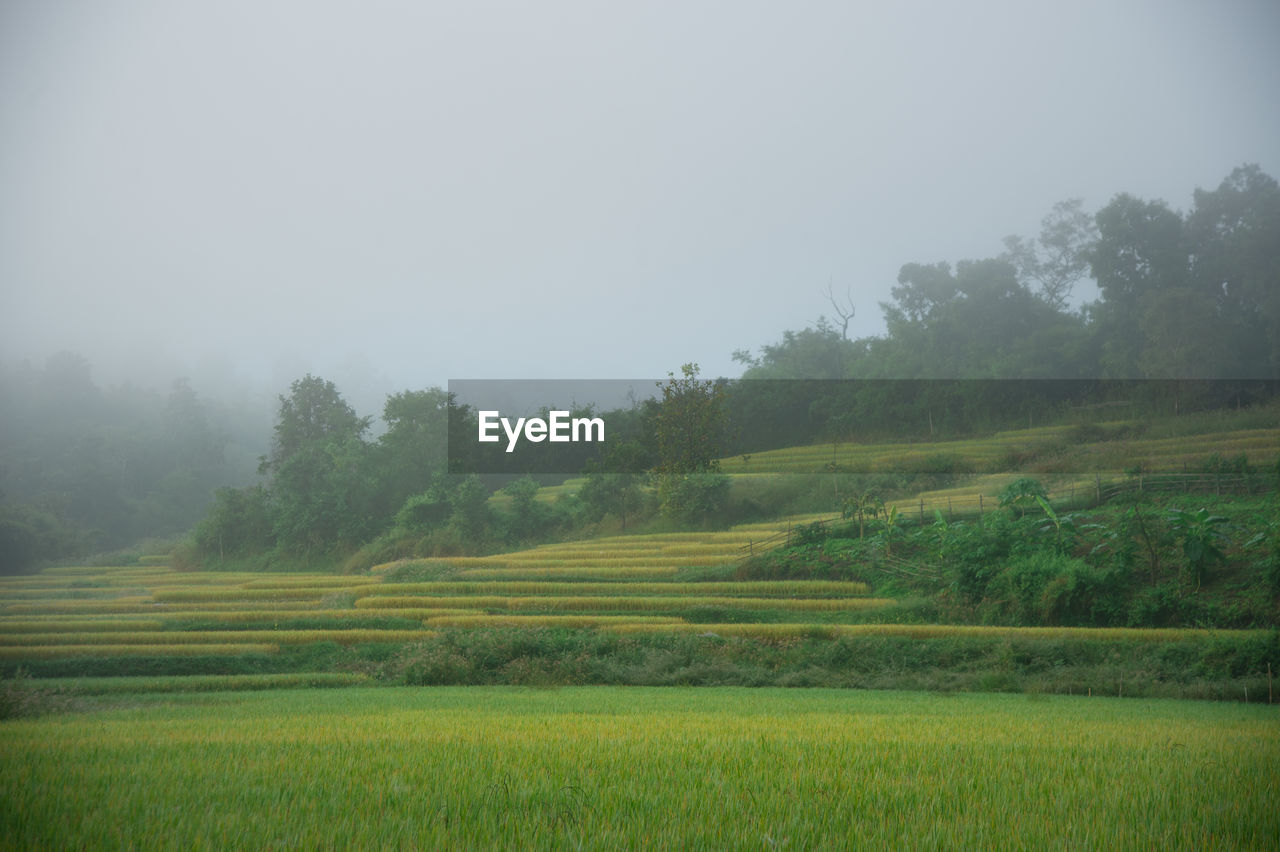 SCENIC VIEW OF FARM AGAINST SKY