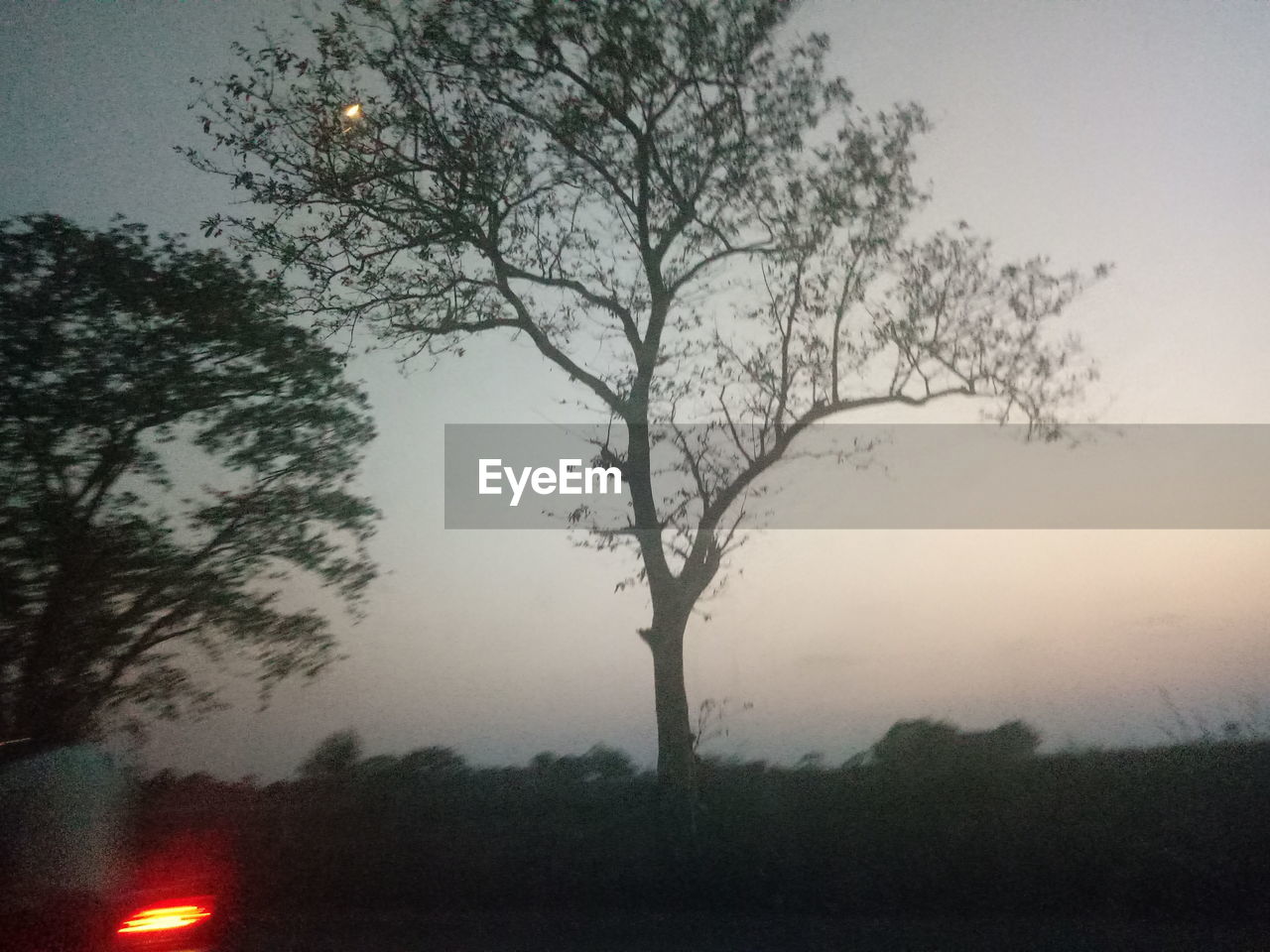 Silhouette tree against sky at dusk