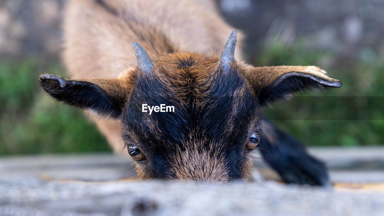 Close-up of an animal