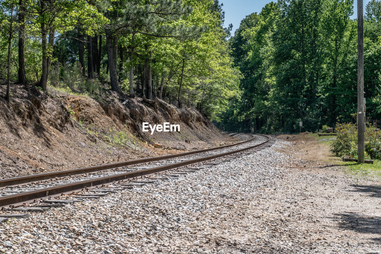 RAILROAD TRACKS IN FOREST