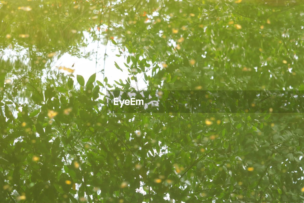 FULL FRAME SHOT OF PLANTS WITH REFLECTION