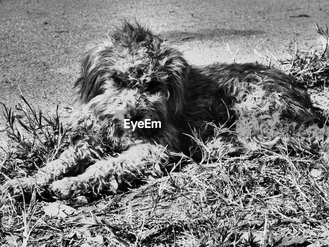 Hairy dog resting on field