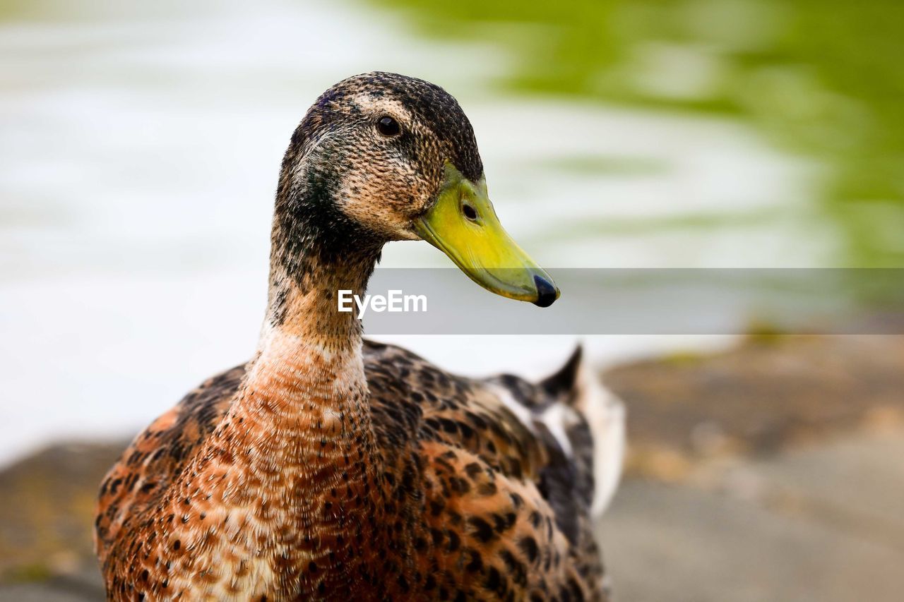 Close-up of duck at lakeshore