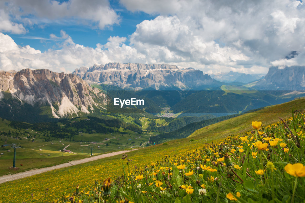 Scenic view of sella group mountains with flowers in the foreground against cloudy sky