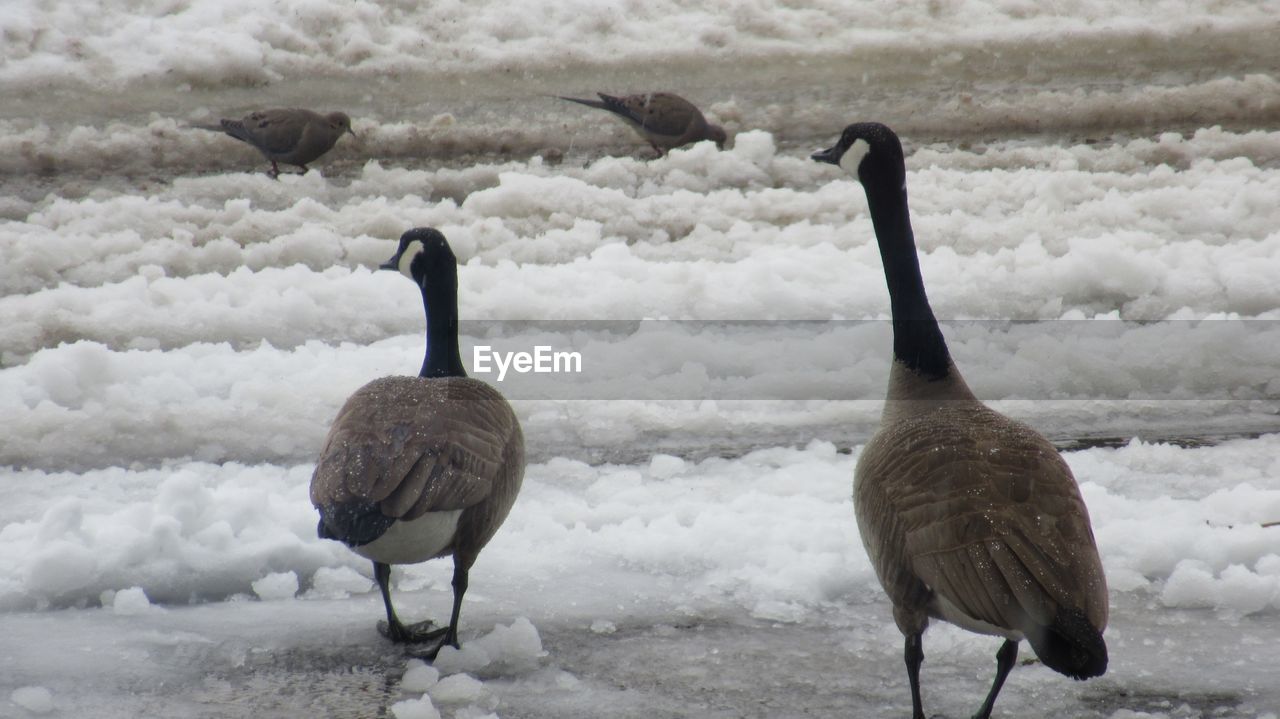 BIRDS ON SNOW LAND