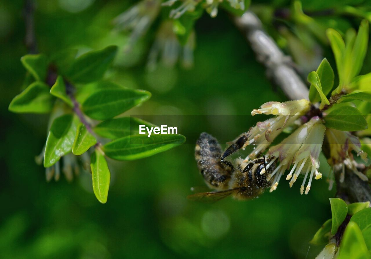 CLOSE-UP OF BUTTERFLY POLLINATING FLOWERS