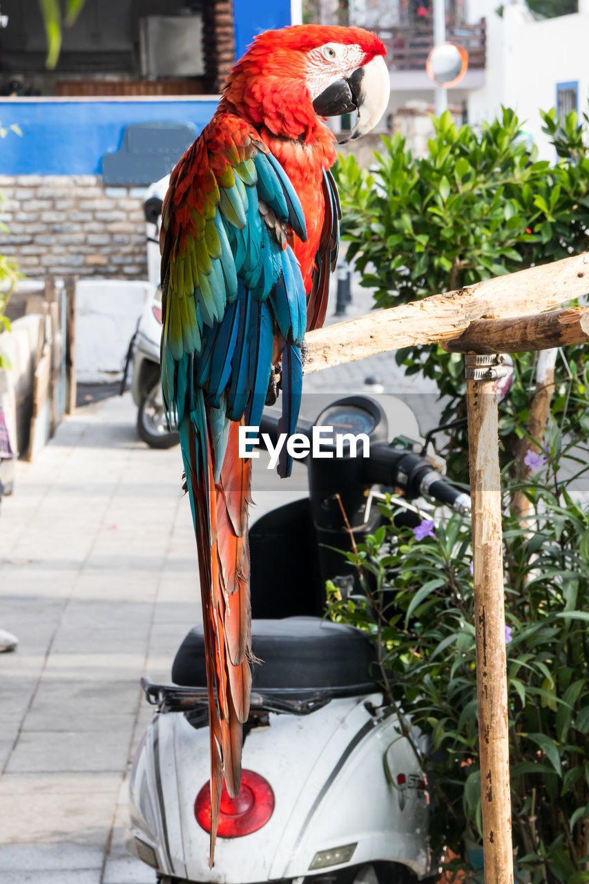 VIEW OF PARROT PERCHING ON WOODEN POST
