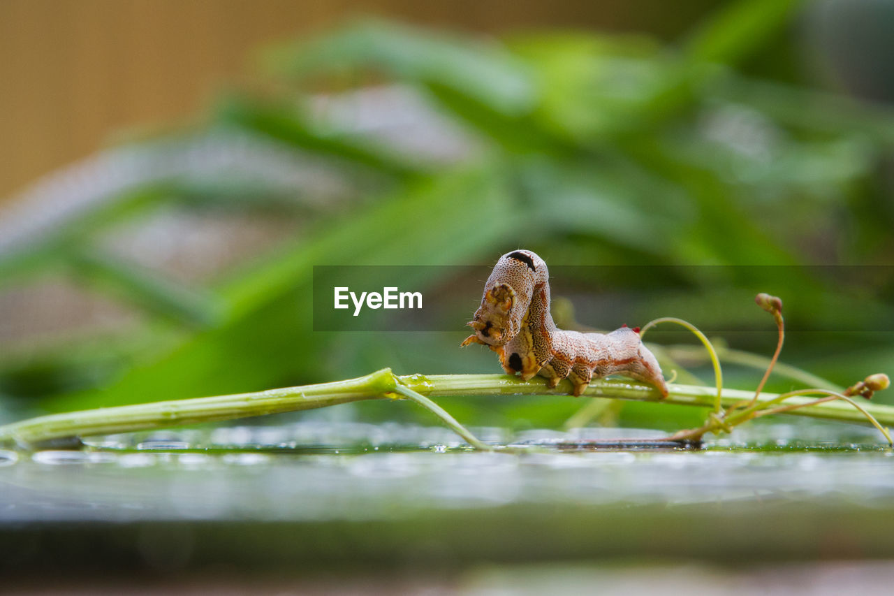 CLOSE-UP OF CATERPILLAR ON LEAF