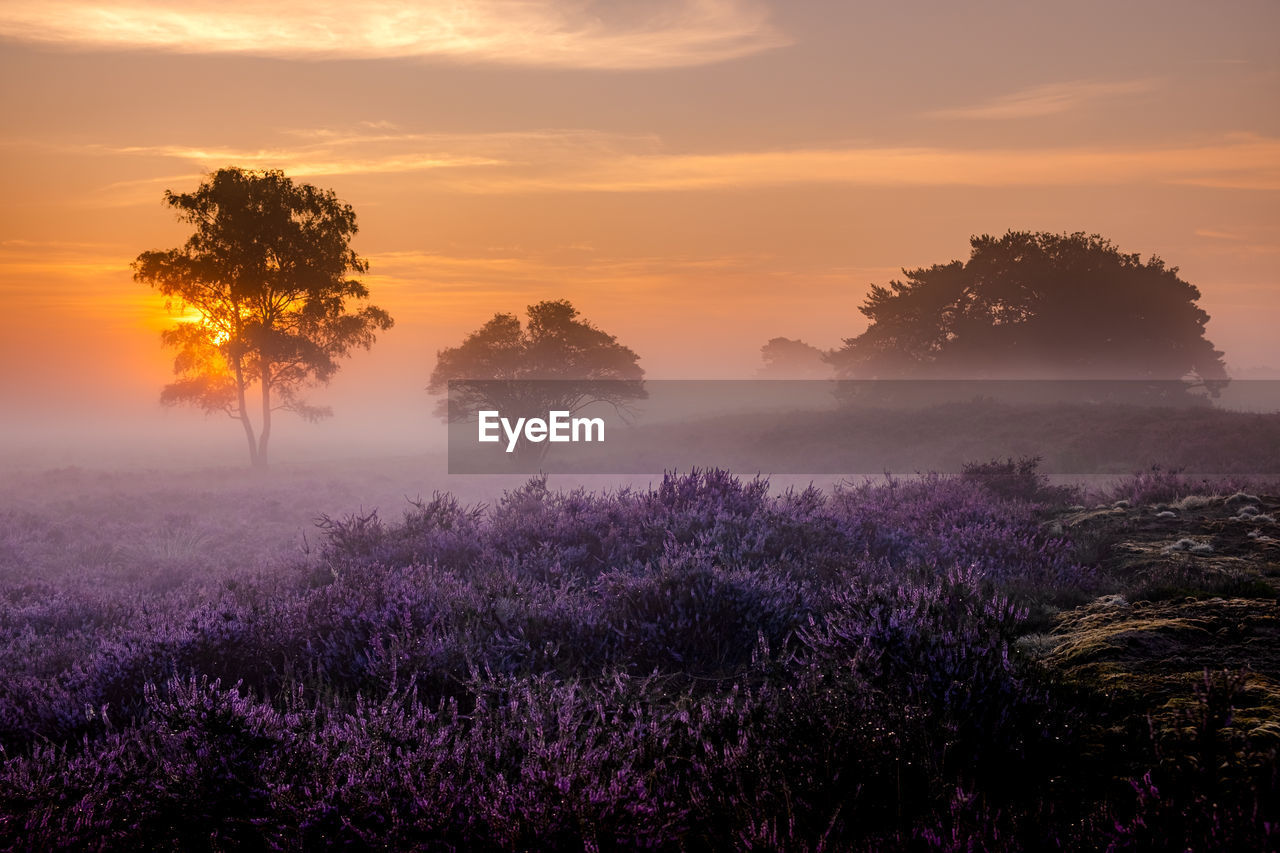 Trees on field against sky during sunset