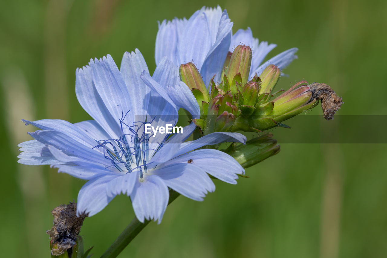 CLOSE-UP OF FLOWERING PLANT