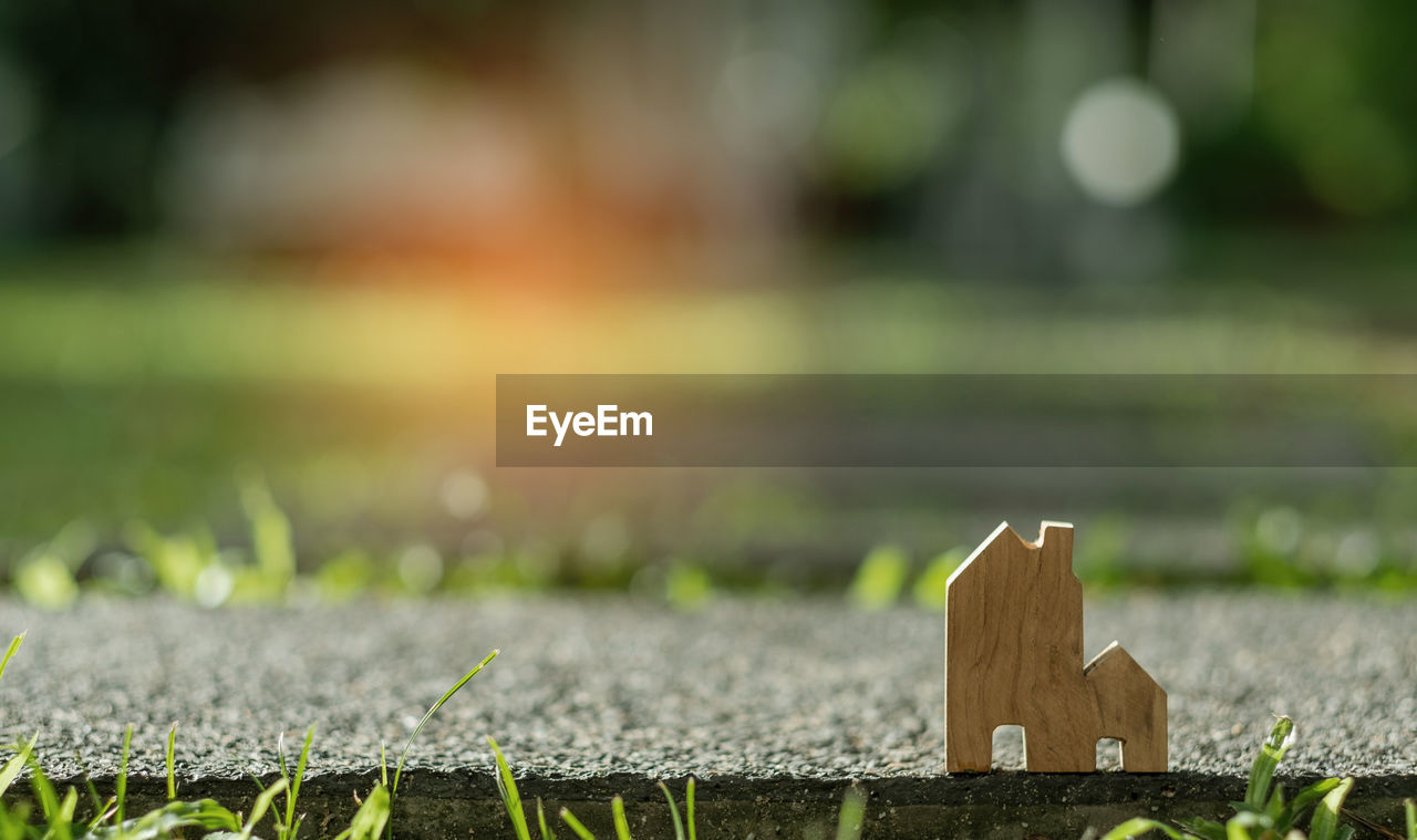 green, grass, lawn, nature, sunlight, leaf, plant, no people, morning, day, autumn, yellow, selective focus, outdoors, focus on foreground, flower, macro photography, close-up, tree, wood