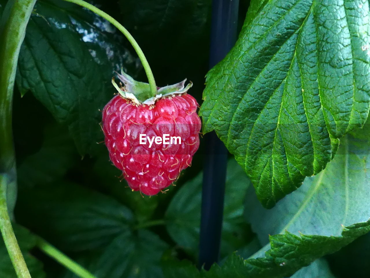 CLOSE-UP OF STRAWBERRY GROWING ON PLANT OUTDOORS