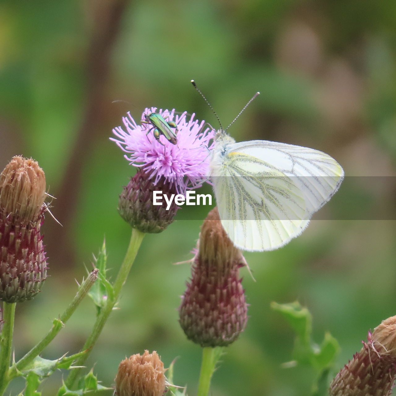 Close-up of butterfly pollinating on purple flower