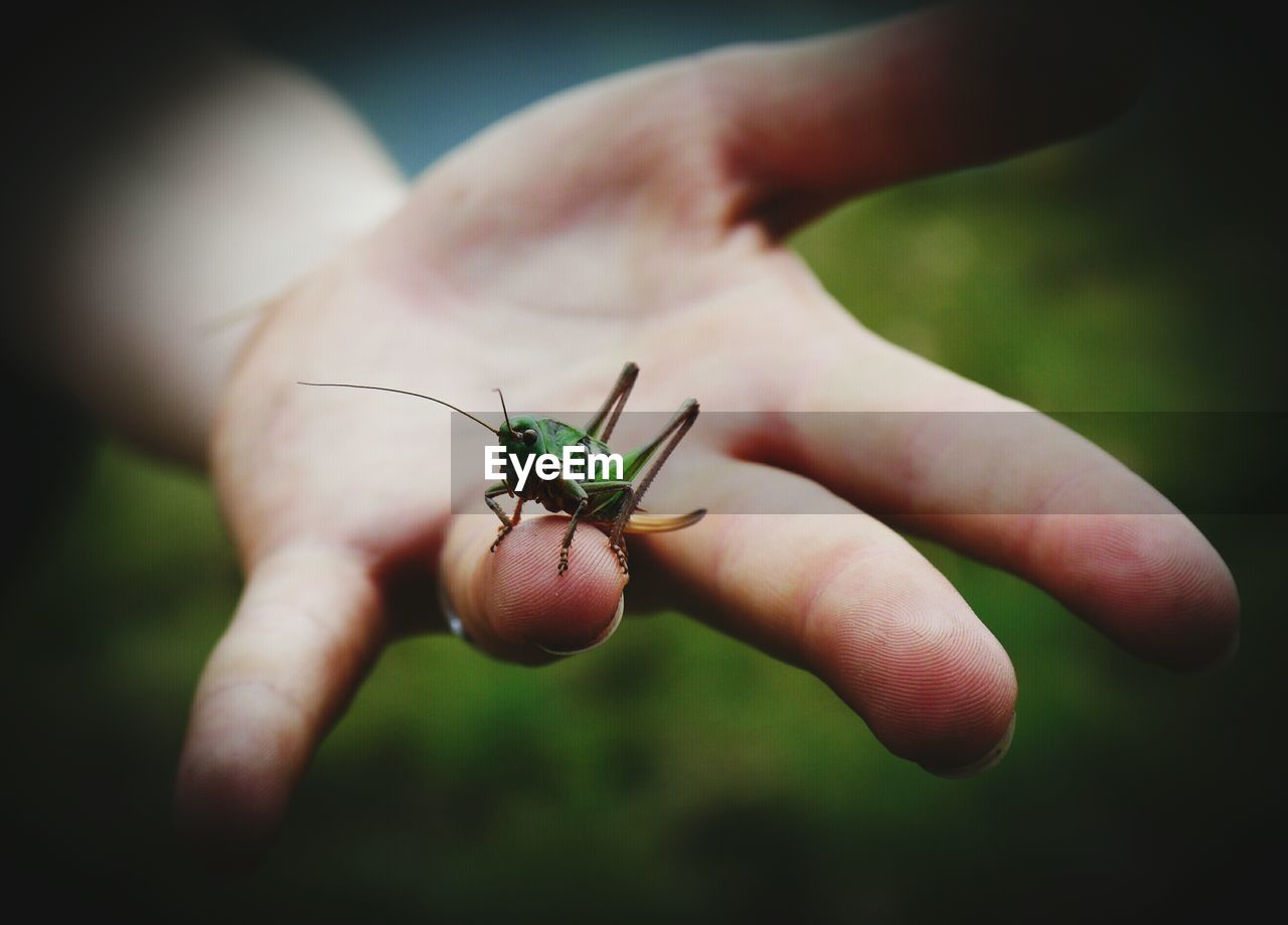 Close-up of grasshopper on finger