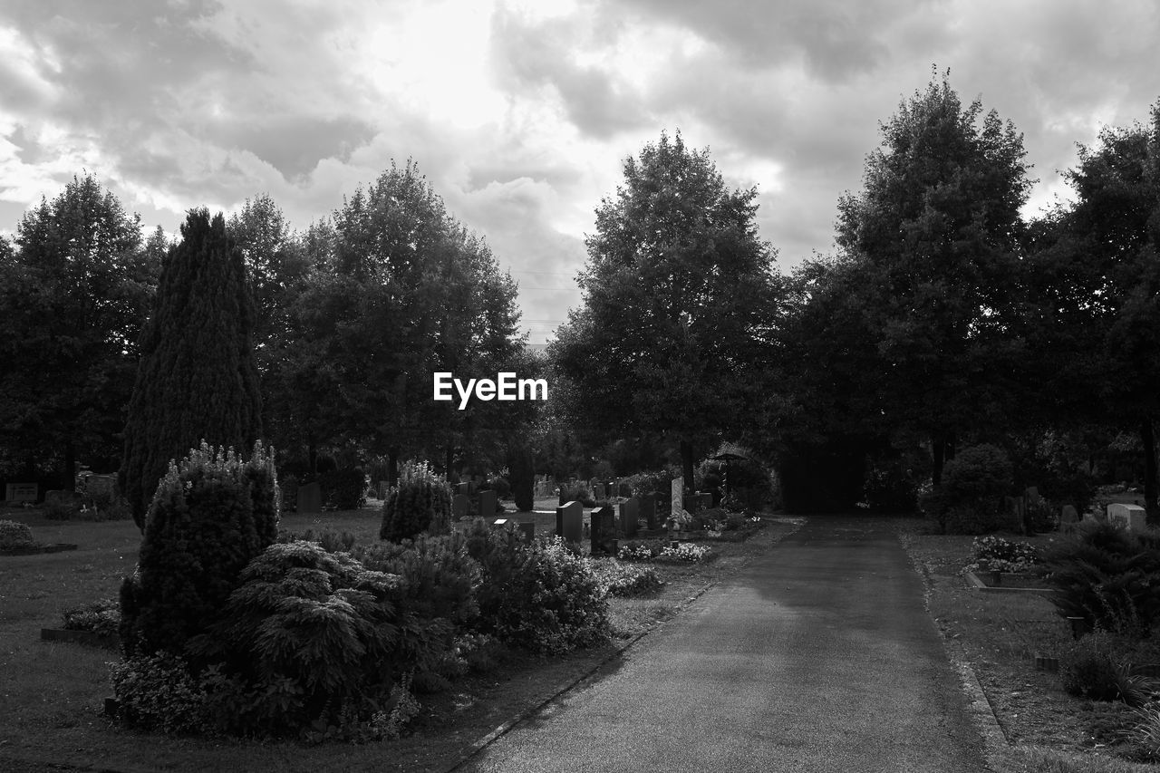 TREES AT CEMETERY