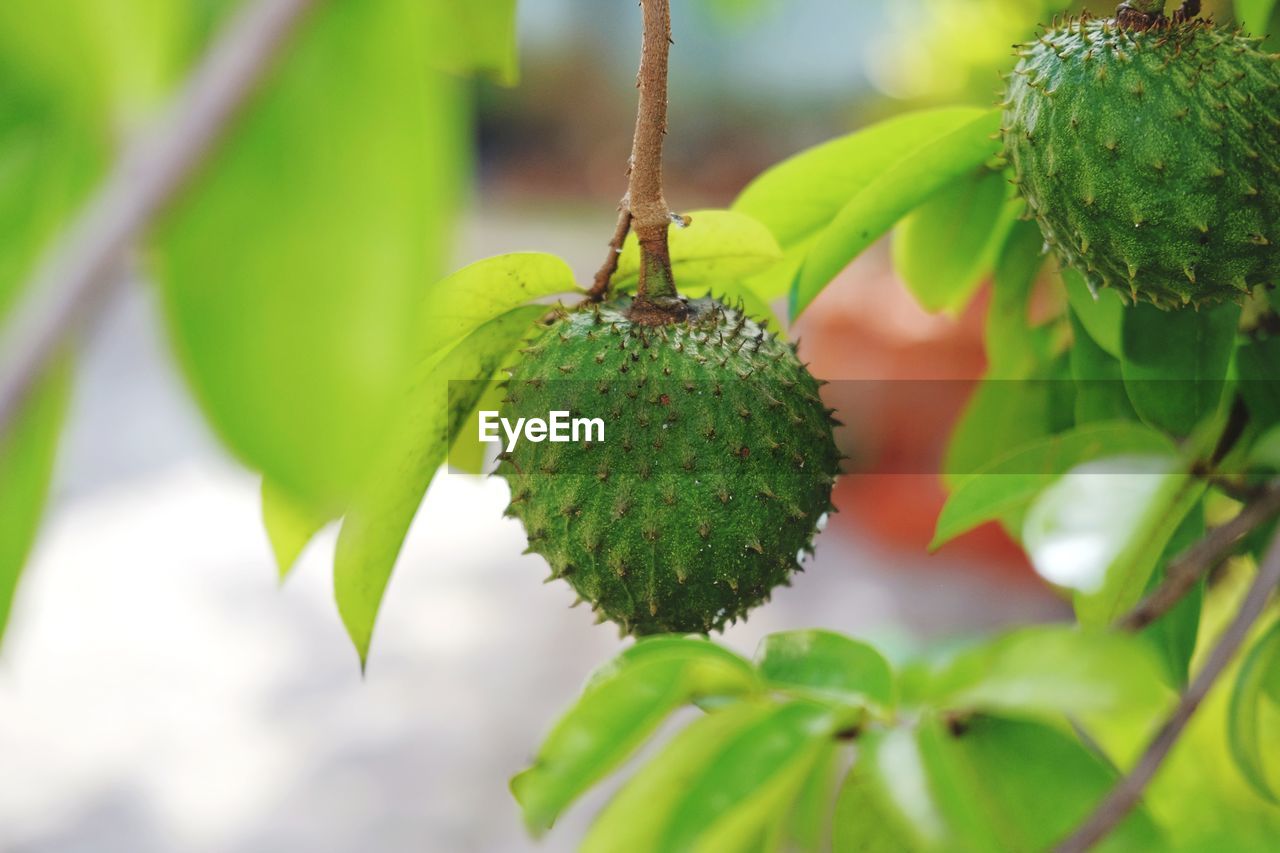 Close-up of berries growing on tree