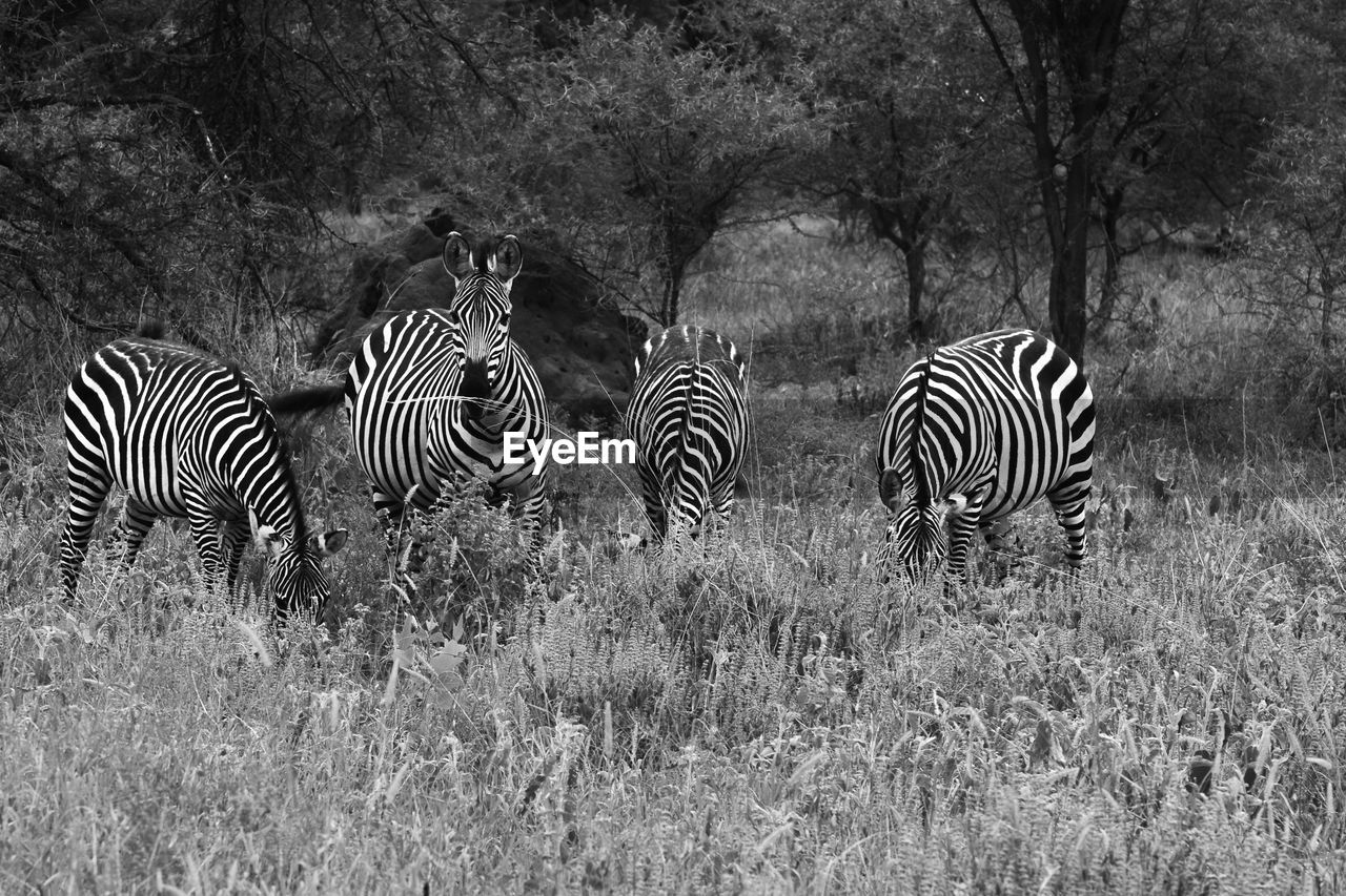Zebras in a field in black and white