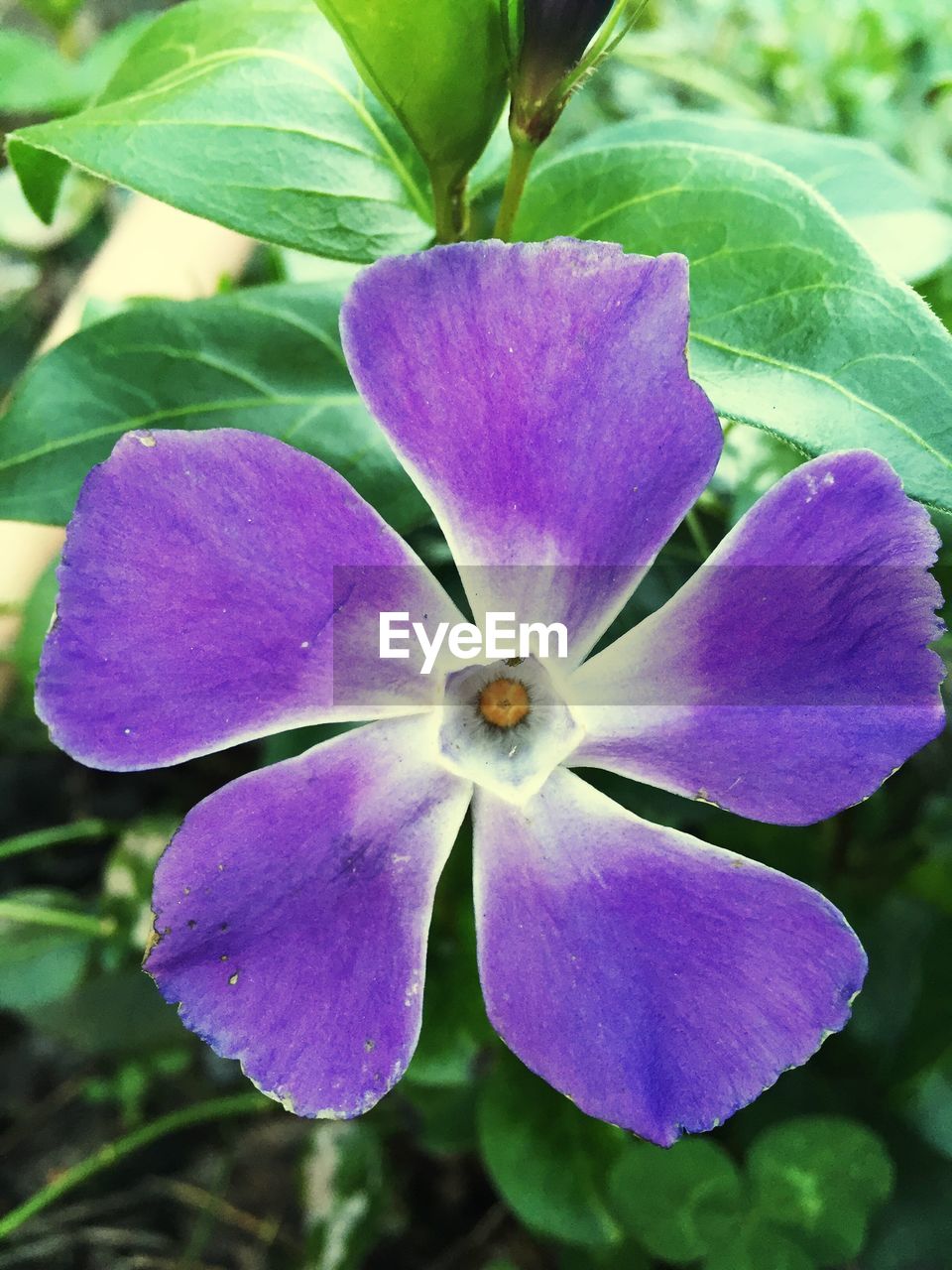 Close-up of purple flowers blooming outdoors