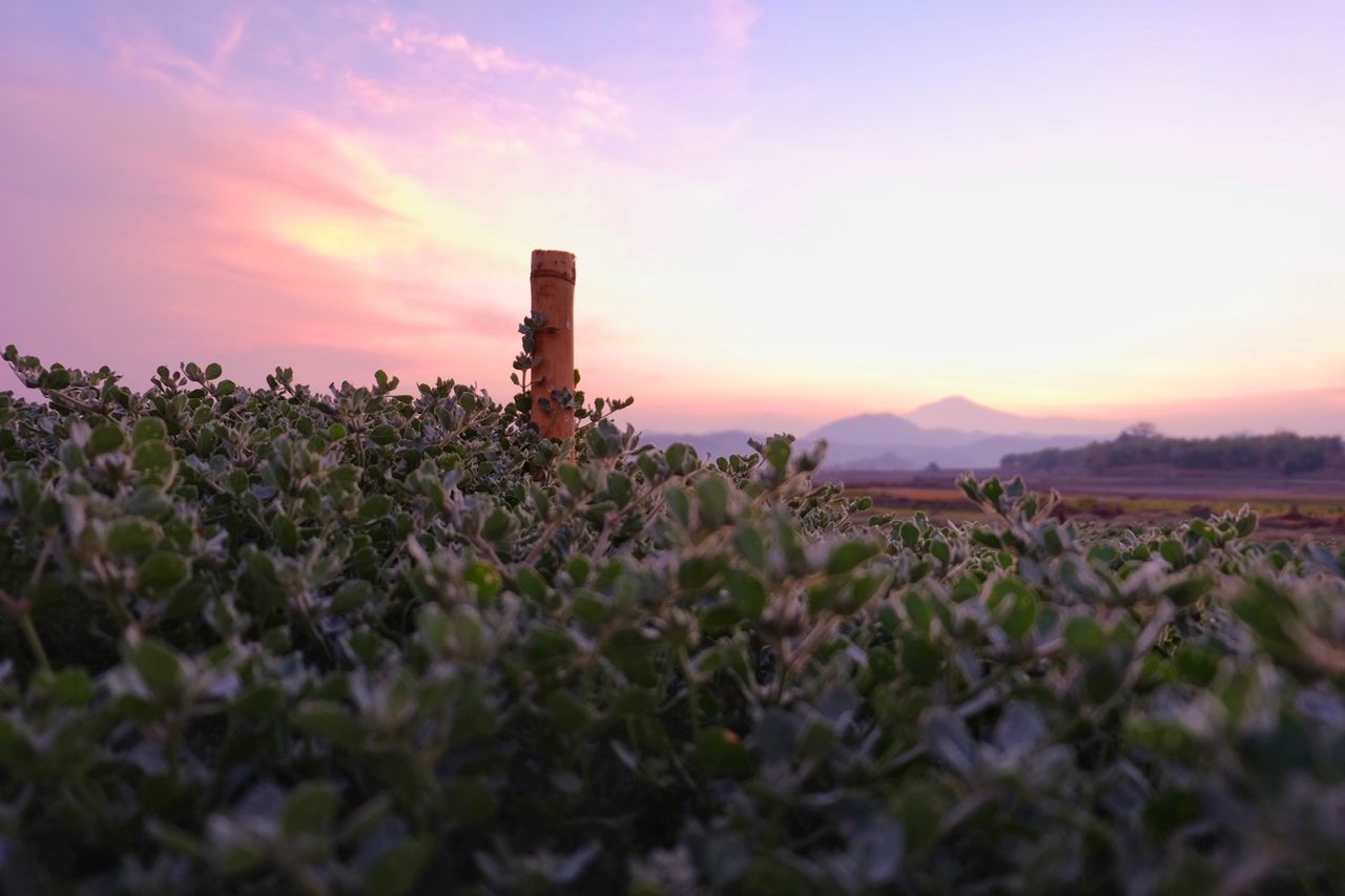 Plants growing on field against sky during sunset