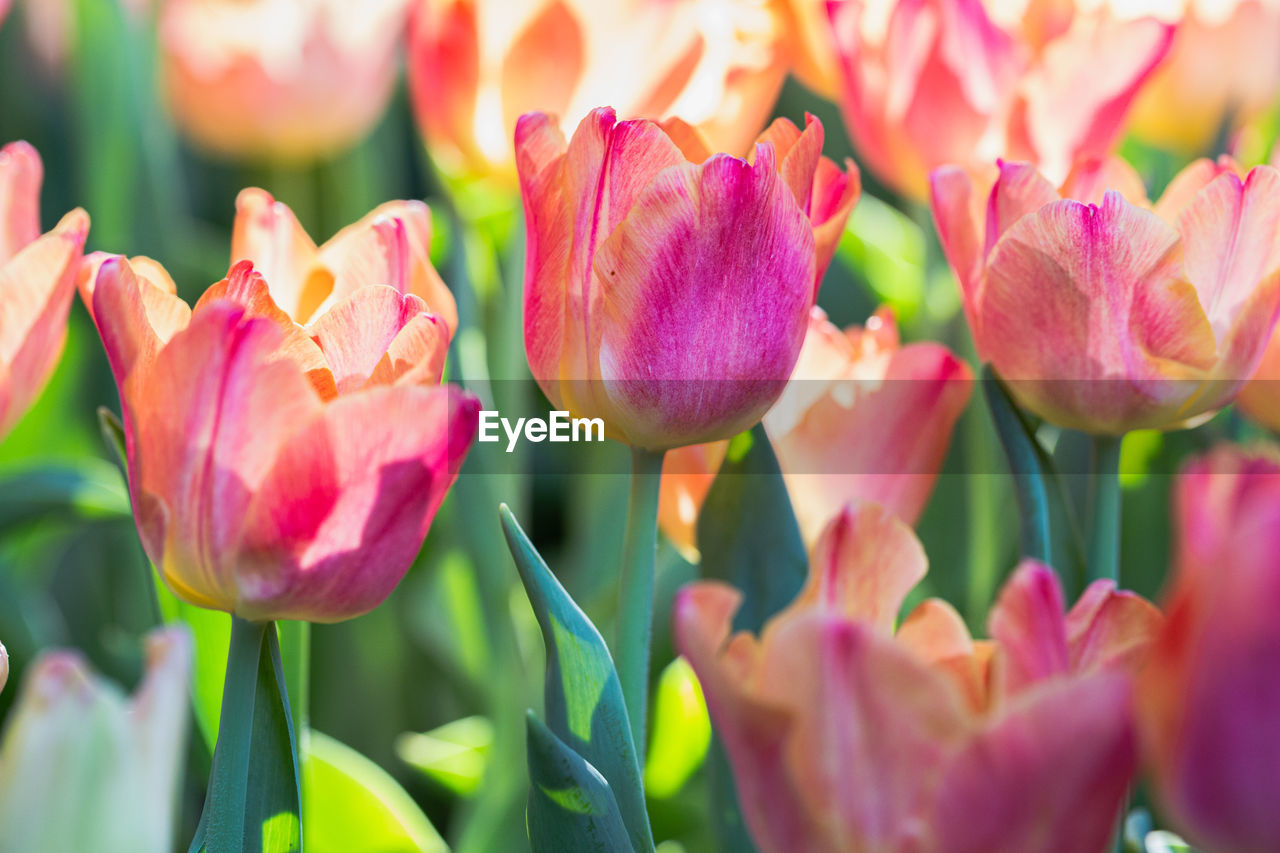 CLOSE-UP OF PINK TULIPS IN BLOOM