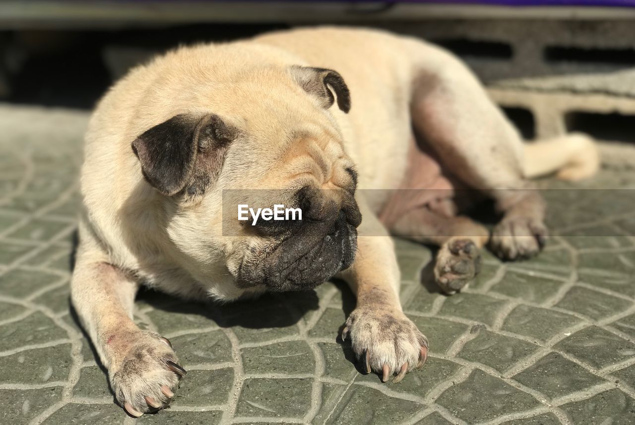 CLOSE-UP OF DOG LYING ON FLOOR