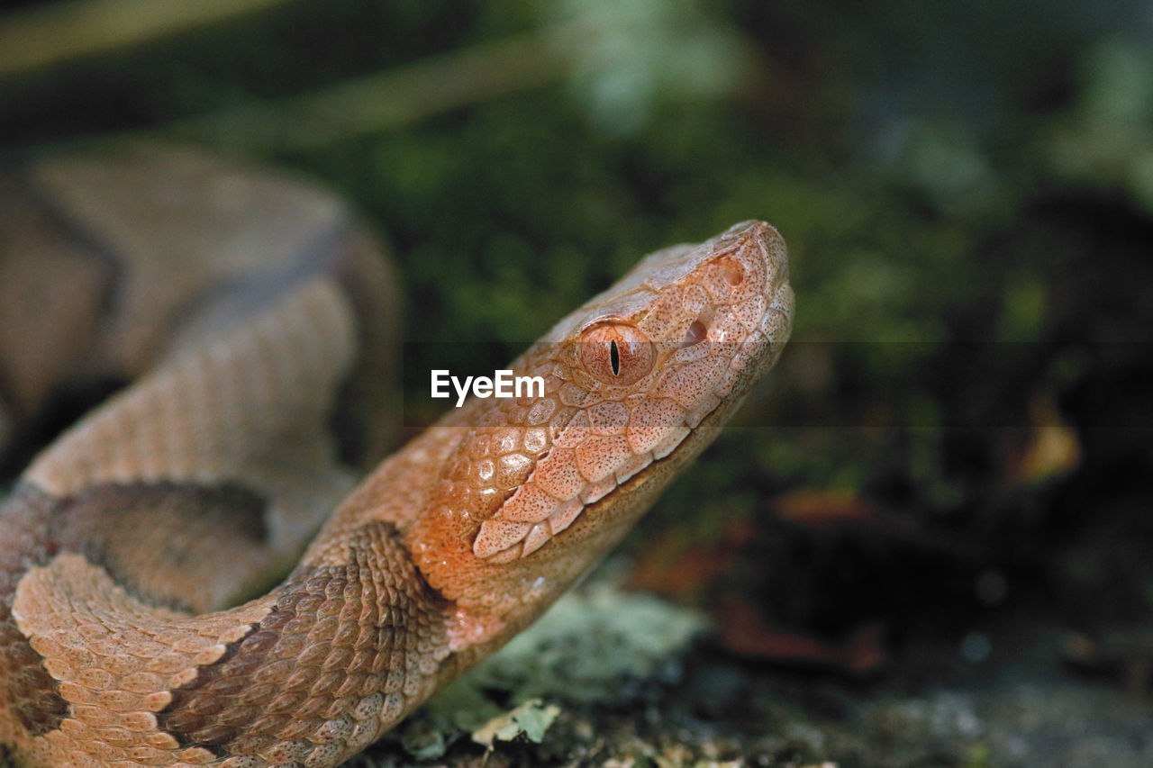 Close-up of snake