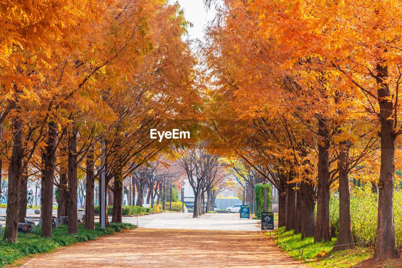 TREES IN PARK DURING AUTUMN