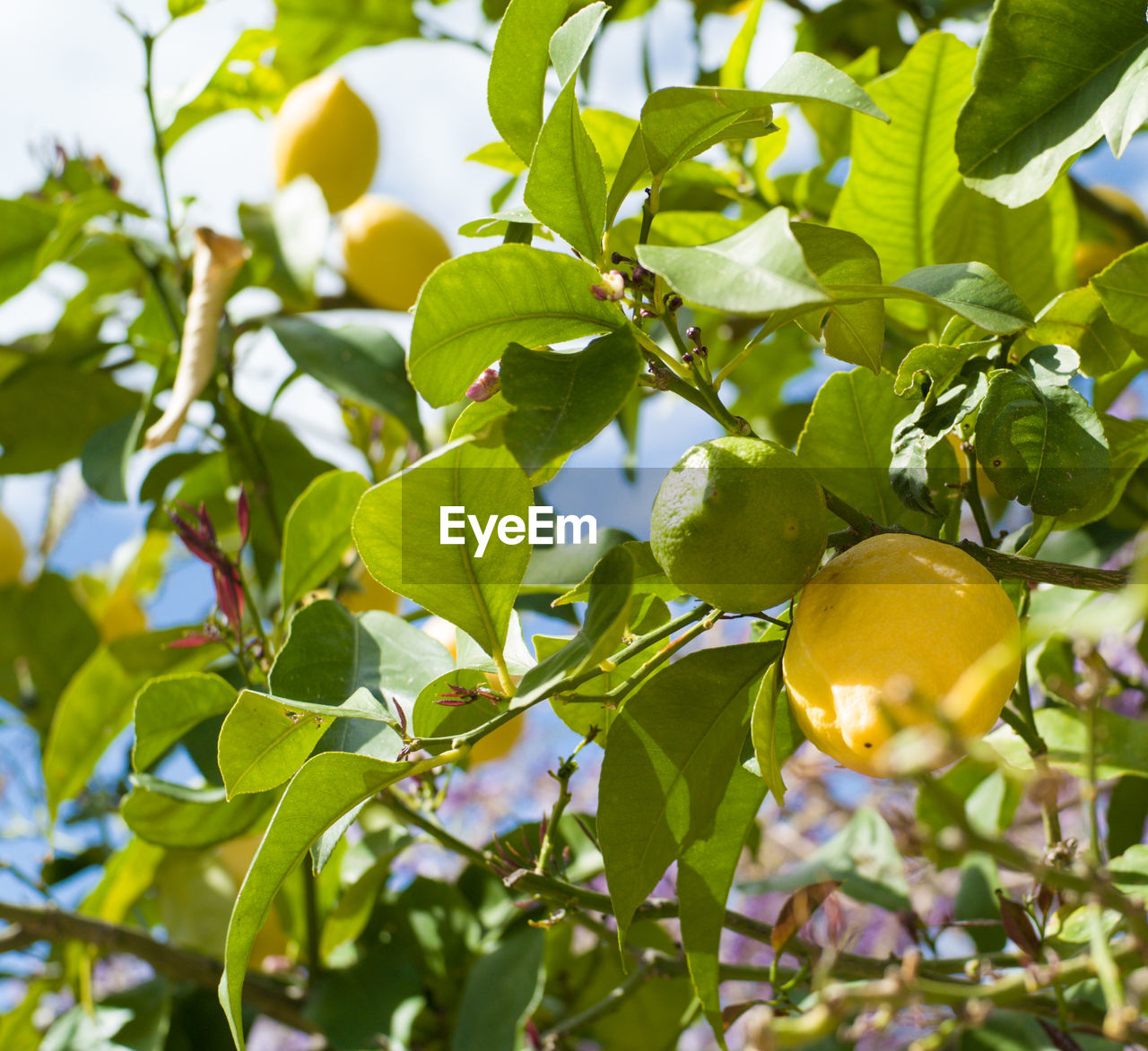 Low angle view of lemons growing on tree