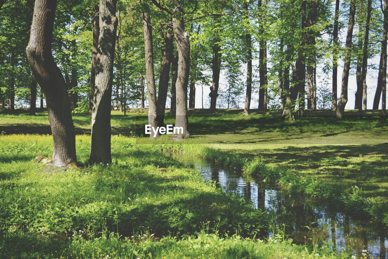 SCENIC VIEW OF TREES IN FIELD