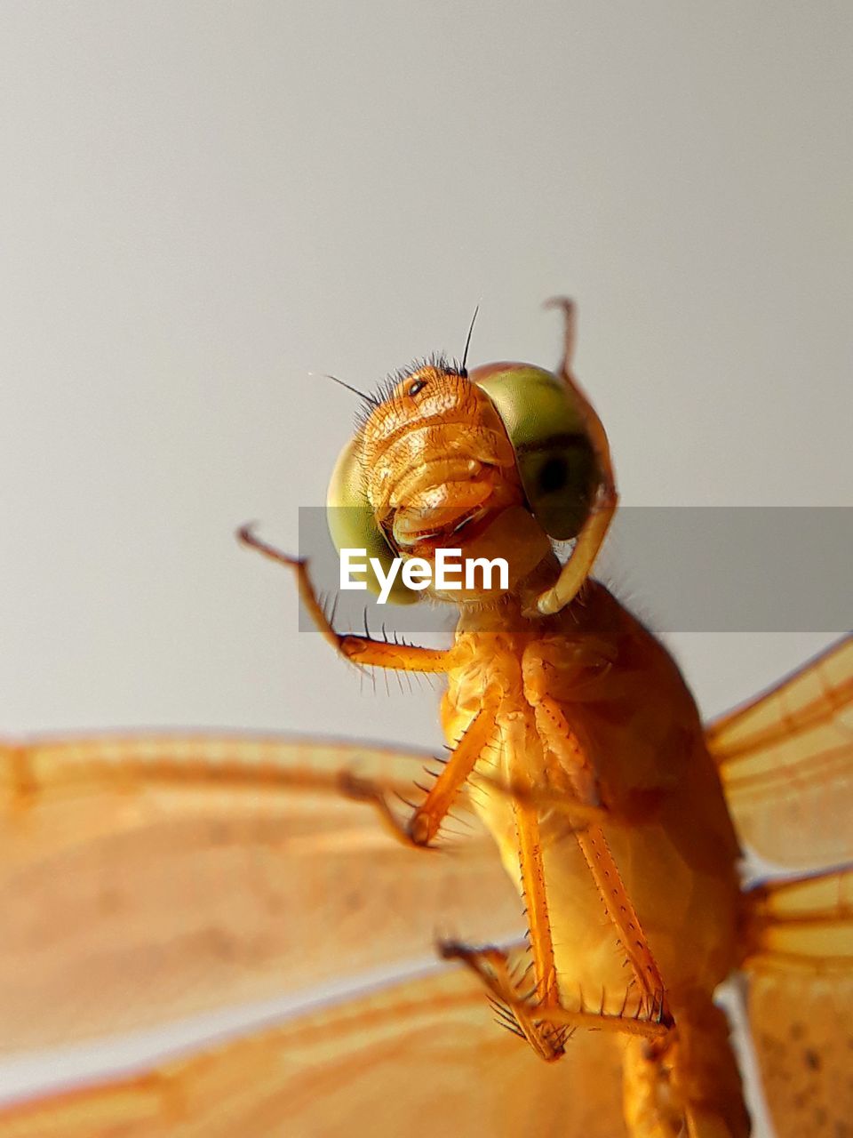 CLOSE-UP OF BEE ON A LEAF