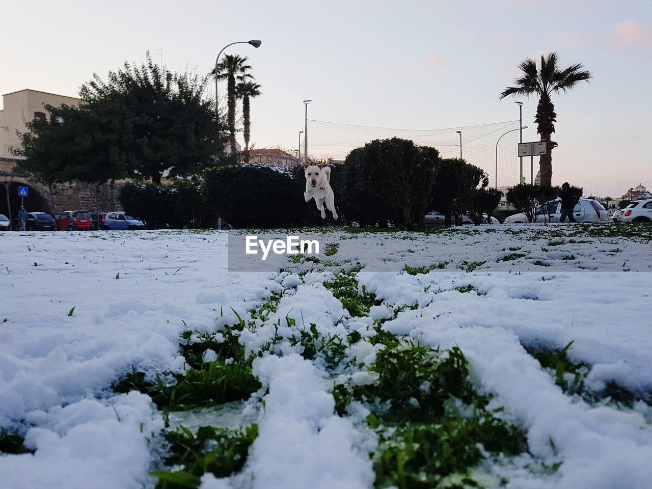 SCENIC VIEW OF SNOW COVERED TREES