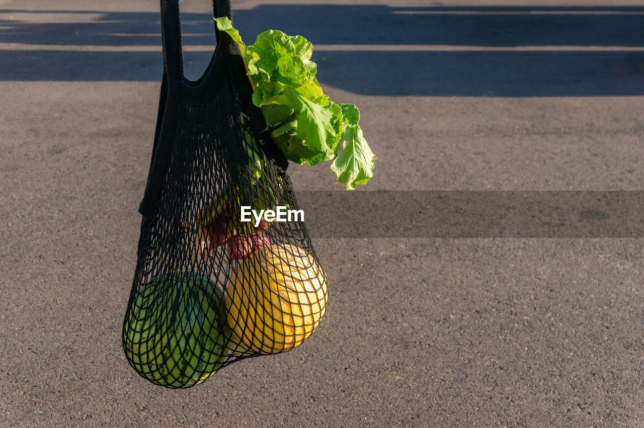 Plant growing in basket on street