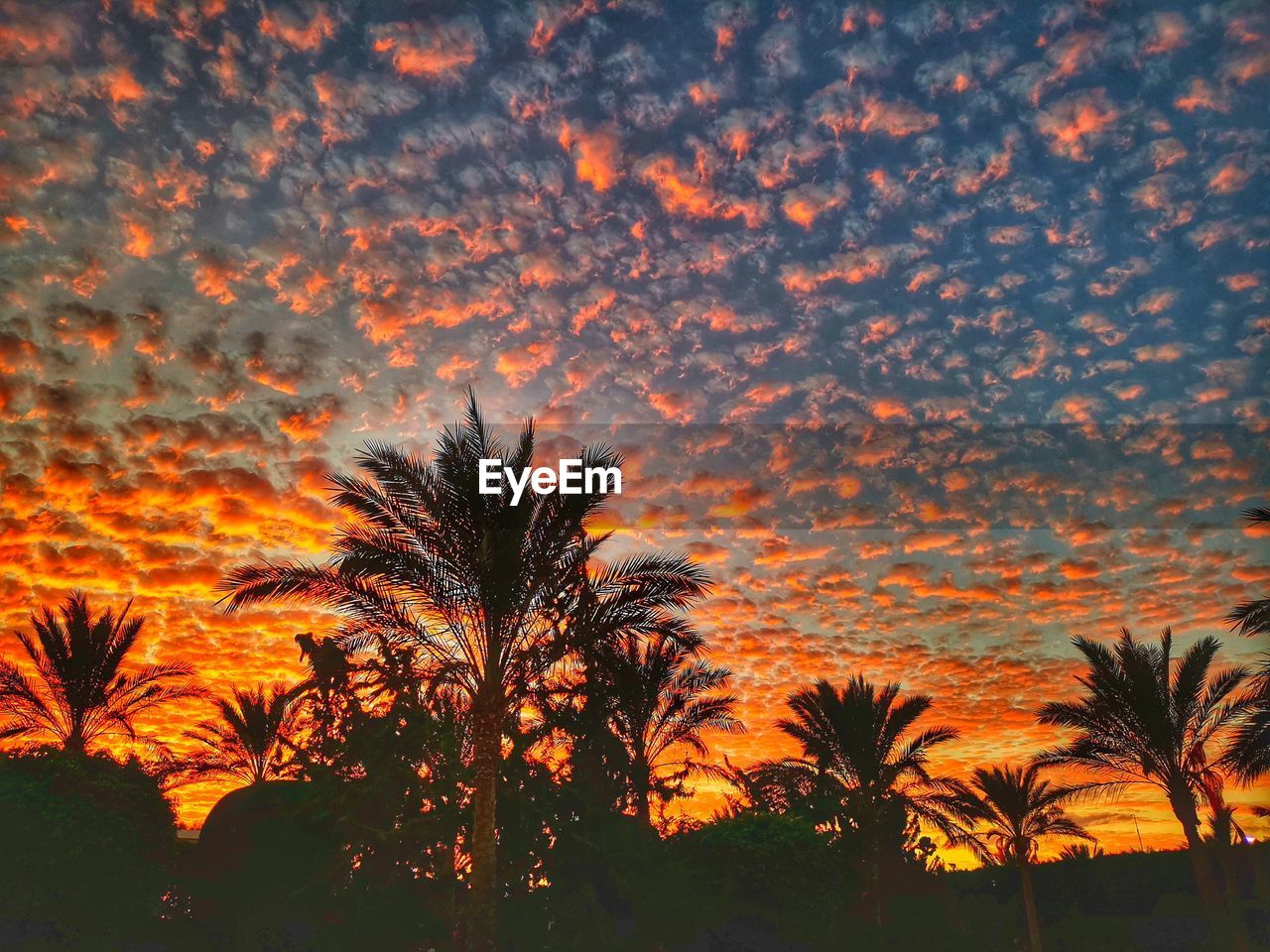 LOW ANGLE VIEW OF SILHOUETTE PALM TREES AGAINST ORANGE SKY