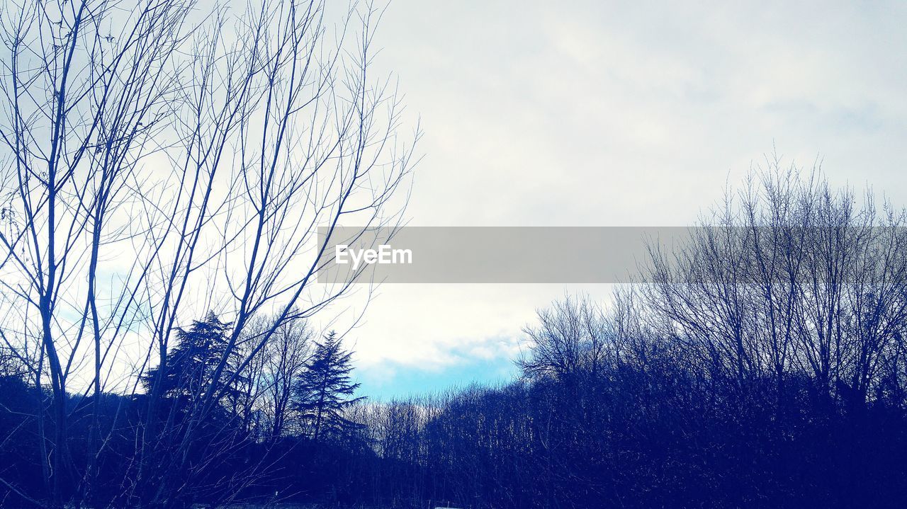 LOW ANGLE VIEW OF BARE TREES AGAINST THE SKY