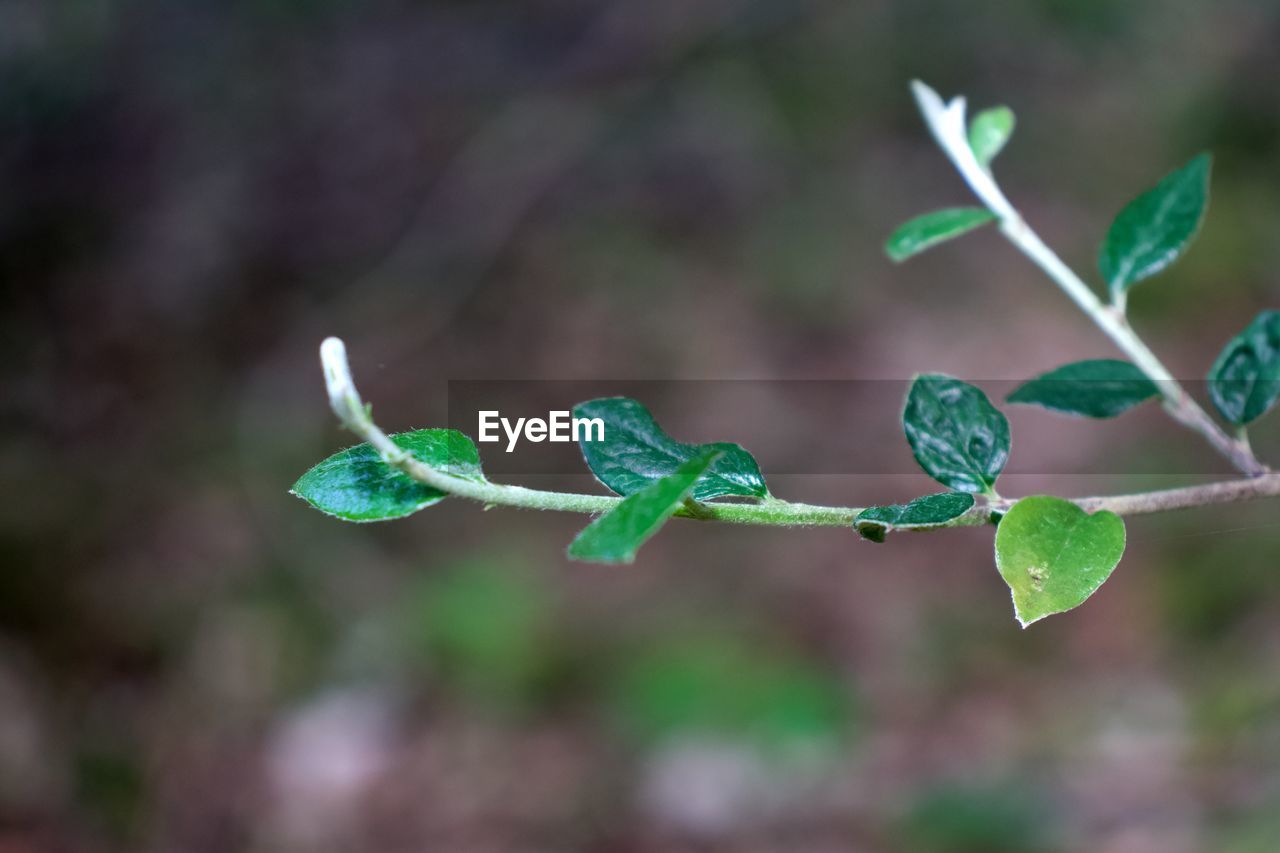 Close-up of fresh green leaves on twig