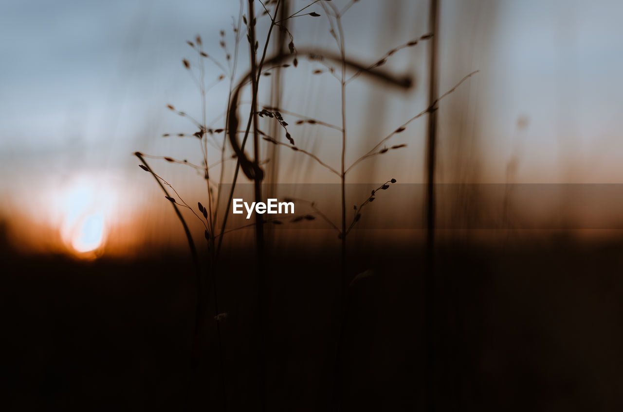 Close-up of silhouette plants on field during sunset