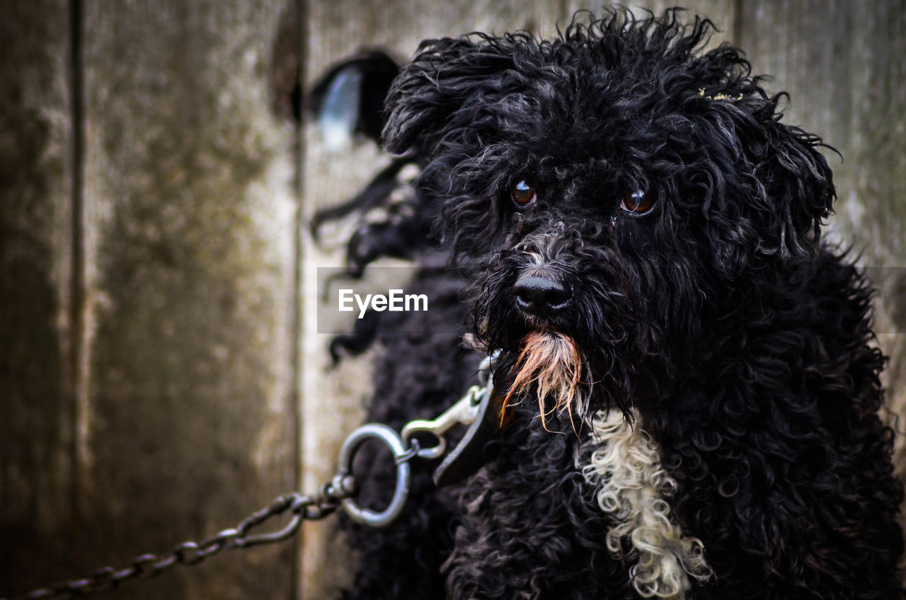 PORTRAIT OF BLACK DOG OUTDOORS